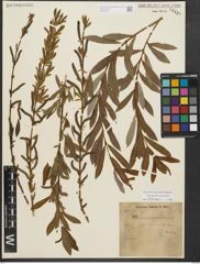 Foto von Salix purpurea L.